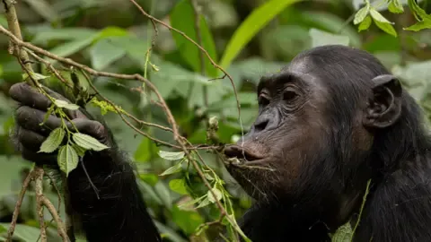 Wild Chimps Drinking the Equivalent of a Beer Each Day from Overripe Fruit, Investigation Finds